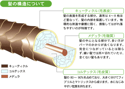 絶対に知っておくべき 髪の毛の基礎 髪の毛を美しくする方法